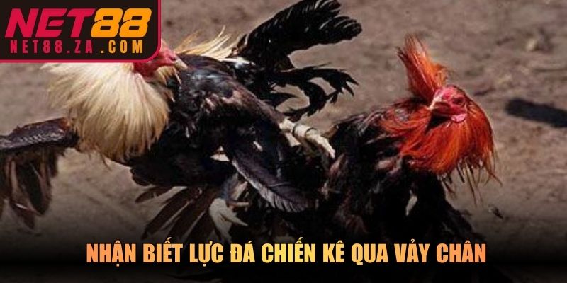 Nhận biết lực đá chiến kê qua vảy chân