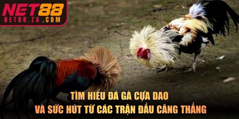 Tìm hiểu đá gà cựa dao và sức hút từ các trận đấu căng thẳng