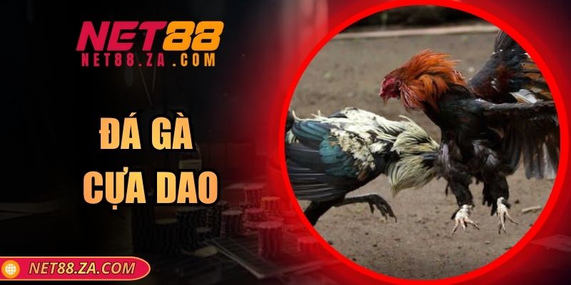 Đá Gà Cựa Dao – Thử Thách Kịch Tính Hấp Dẫn Tại Net88